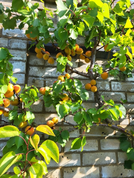 Mill House, Brook Road